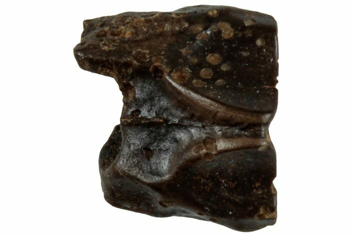 Fossil Hadrosaur (Edmontosaurus) Shed Tooth - Wyoming #312589